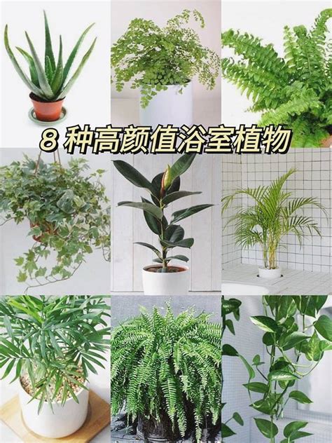 適合種在浴室的植物|15 種適合養在室內的植物｜種植前注意這些房間植物 